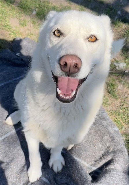 RUBY - Siberian Husky available for adoption