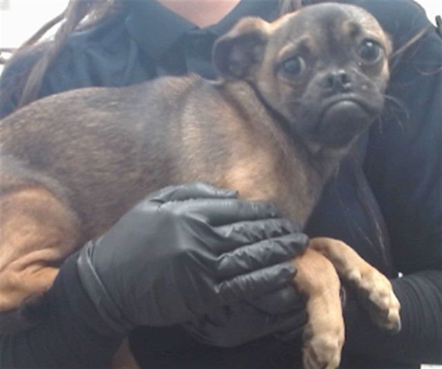 CECILIO - Pug available for adoption