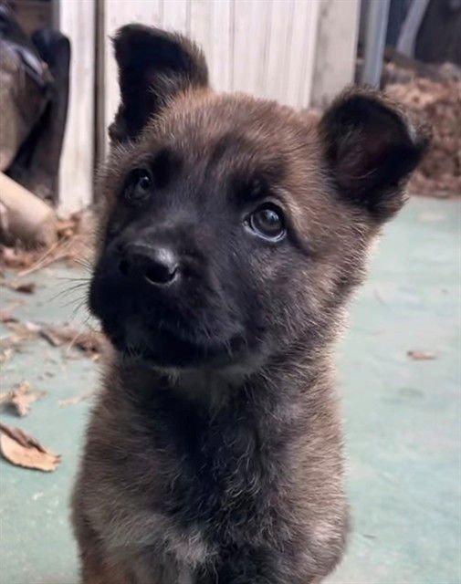 HONEY - German Shepherd Dog available for adoption