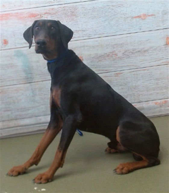 HUNTER - Doberman Pinscher available for adoption