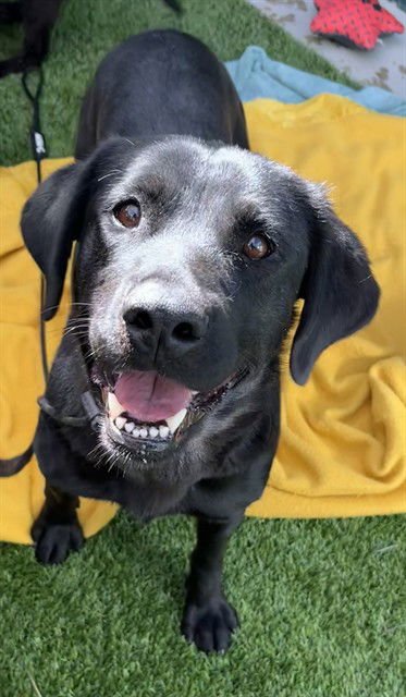 BONNIE - Labrador Retriever available for adoption