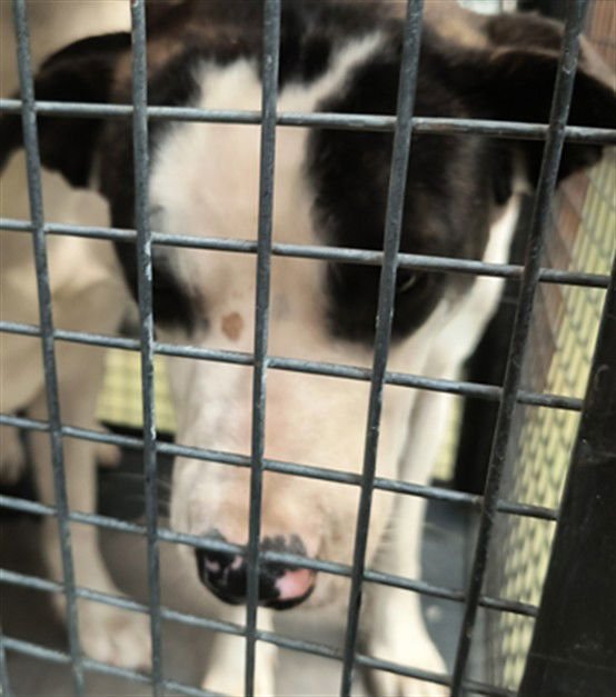 BRONCO - Pit Bull Terrier available for adoption