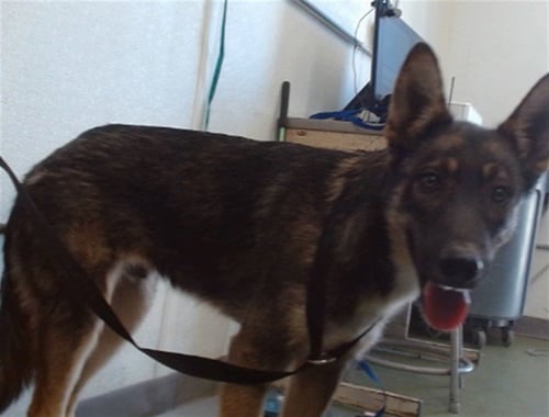 DALE - German Shepherd Dog available for adoption