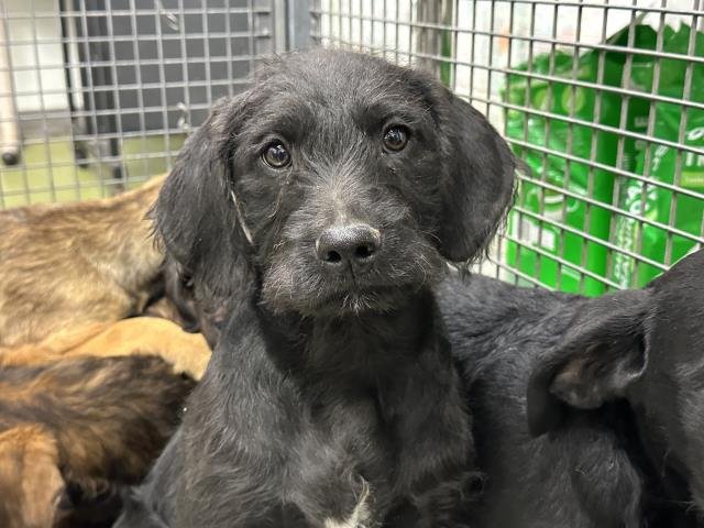 RANGER - Labrador Retriever available for adoption