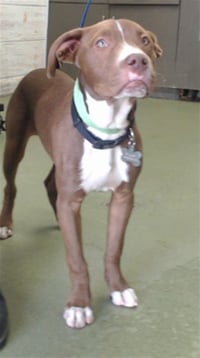 YOGI - Photo 1