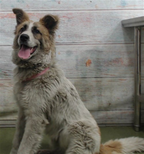 SCRAPPLE - Australian Shepherd available for adoption