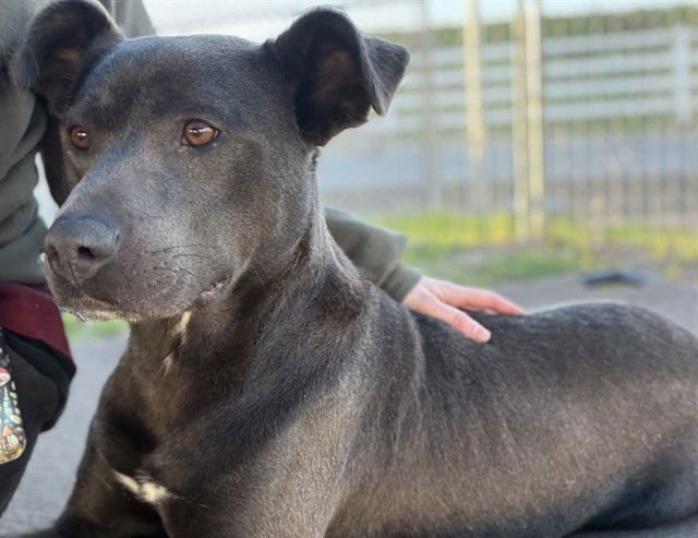 ARROW - Pit Bull Terrier available for adoption