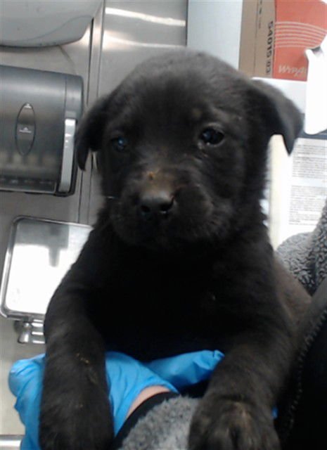 MED WAIVER ASHLEY - Belgian Shepherd Malinois available for adoption