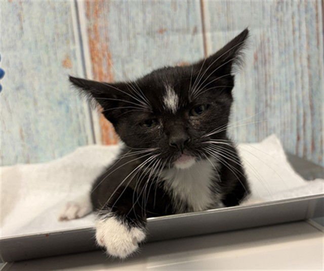 MED ADOPT ALEX - Domestic Short Hair available for adoption