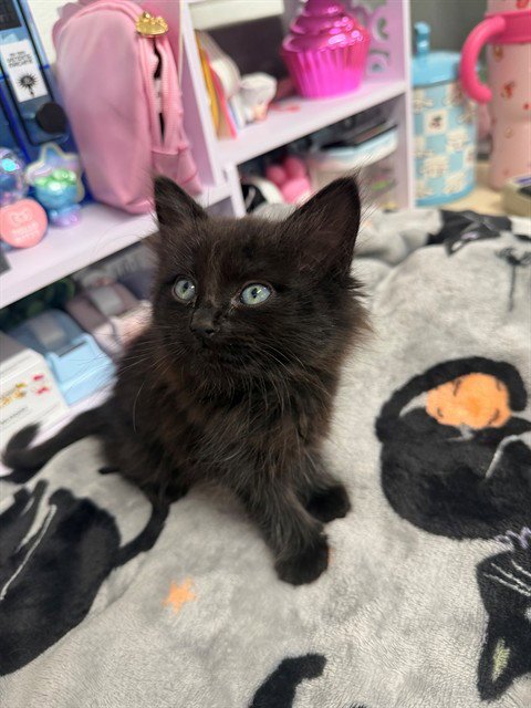 MED ADOPT DAISY - Domestic Short Hair available for adoption