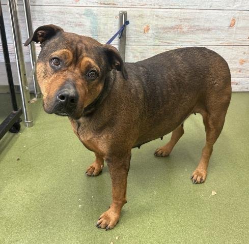 BABE - Pit Bull Terrier available for adoption