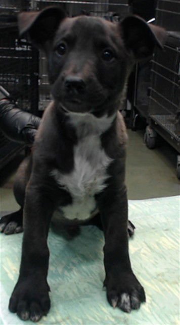 DODGE - Pit Bull Terrier / Australian Cattle Dog/Blue Heeler available for adoption