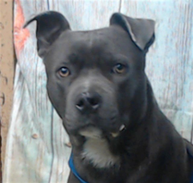 JACK - Pit Bull Terrier available for adoption