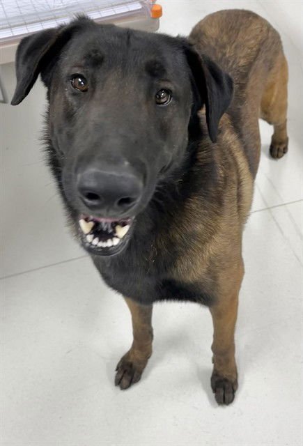 JOLLY - German Shepherd Dog available for adoption