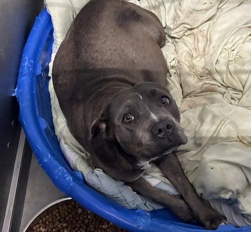 MAMA GRACIE - Pit Bull Terrier available for adoption
