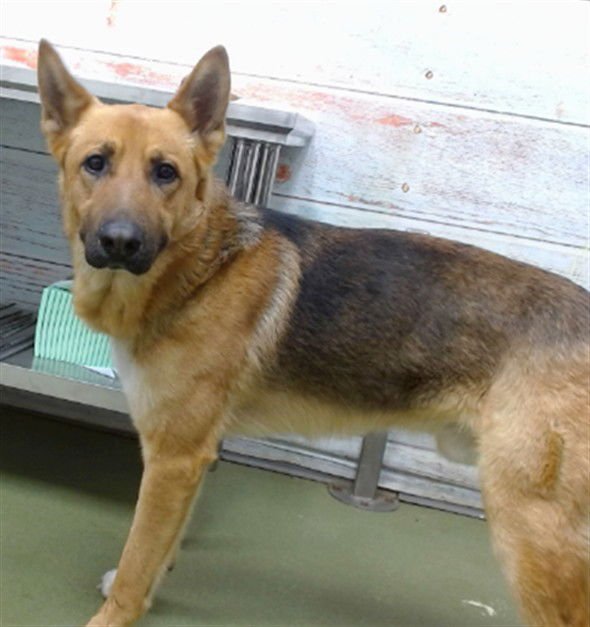SHANE - German Shepherd Dog available for adoption
