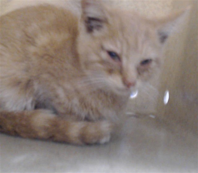 MED ADOPT GIFFY - Domestic Short Hair available for adoption