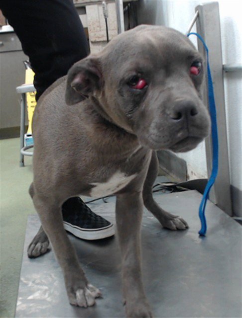 MED WAVIER SANDY - Pit Bull Terrier available for adoption