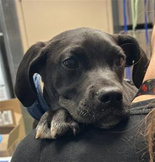 MUMMY - Labrador Retriever available for adoption