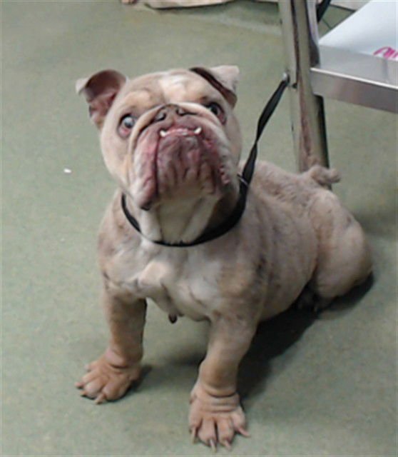 MED WAIVER OGRA - English Bulldog available for adoption