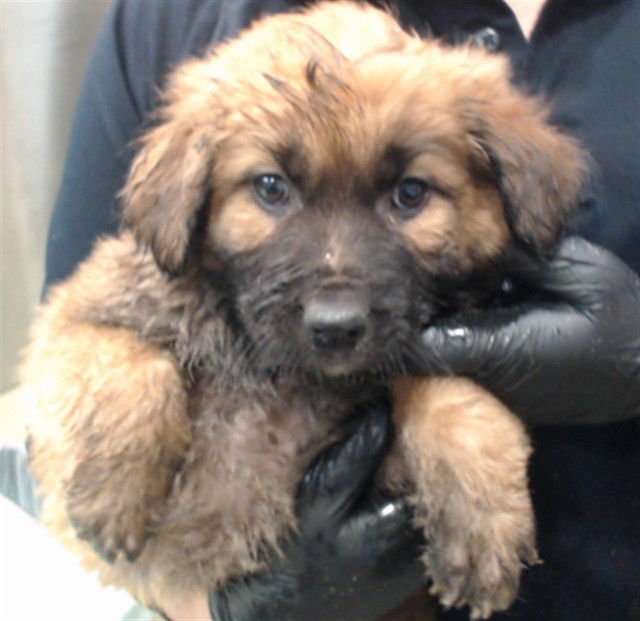 REX - German Shepherd Dog available for adoption