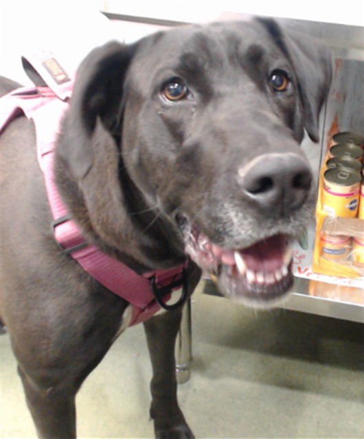 LAINEY - Great Dane available for adoption