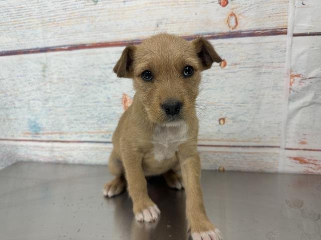 BUTTER - Terrier / Labrador Retriever available for adoption