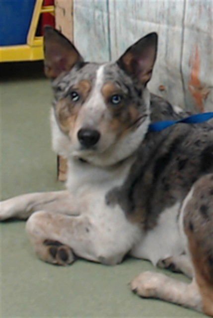 BUCKY - Australian Cattle Dog/Blue Heeler available for adoption
