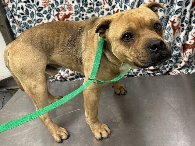 MED WAIVER KING - Pit Bull Terrier available for adoption