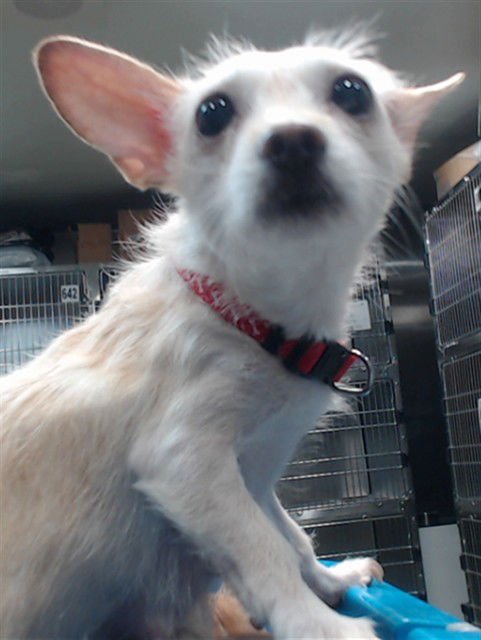 BETTY - Chihuahua available for adoption