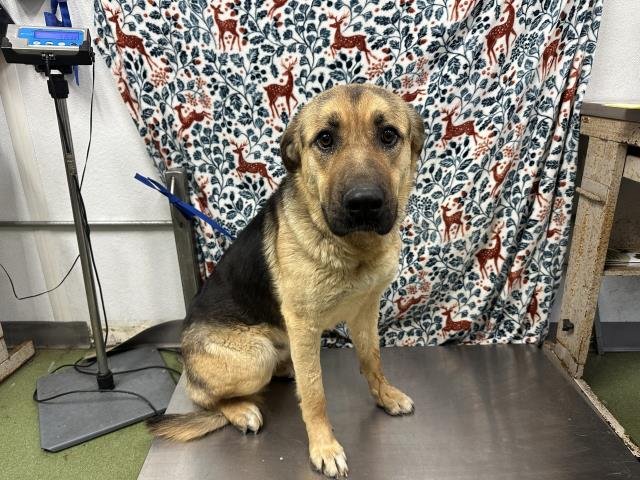RANGO - German Shepherd Dog available for adoption
