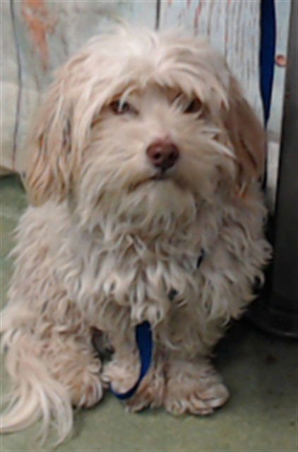 PAN DULCE - Lhasa Apso available for adoption