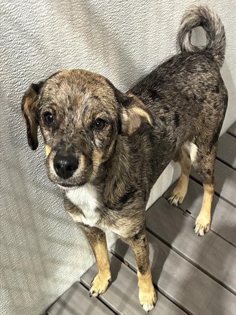 SPOTS - Australian Cattle Dog/Blue Heeler available for adoption