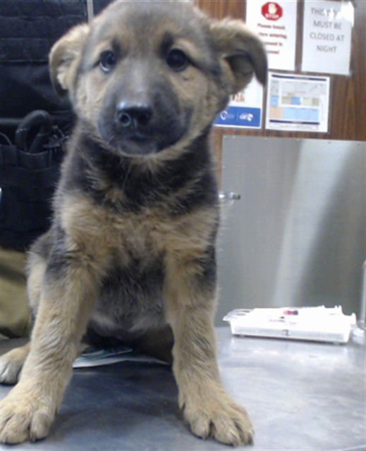 LILY - German Shepherd Dog available for adoption