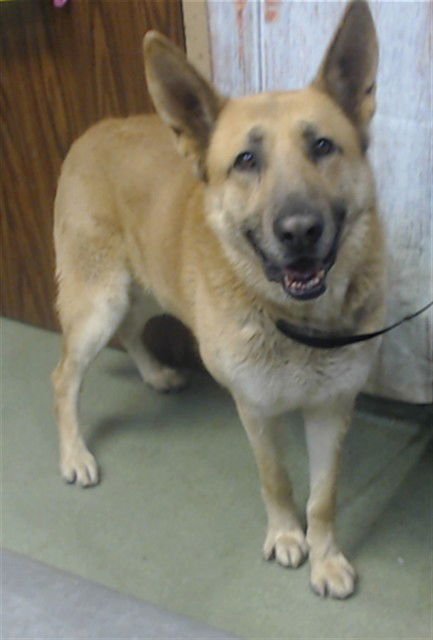 B JACK - German Shepherd Dog available for adoption