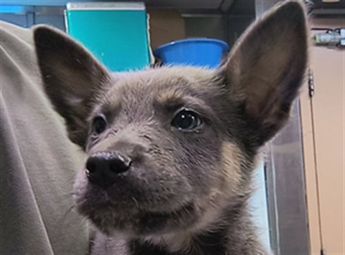 TIN FOIL - German Shepherd Dog available for adoption