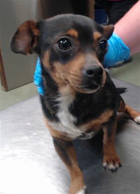 GWEN - Chihuahua available for adoption