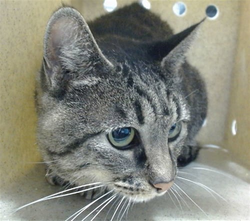 HOPE - Domestic Short Hair available for adoption