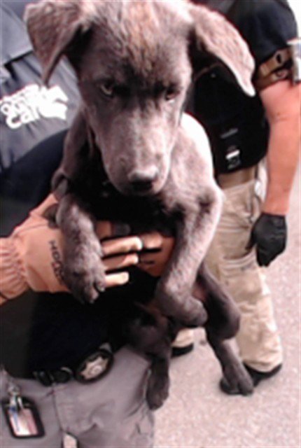 SILVER - Labrador Retriever available for adoption