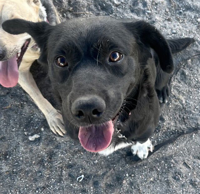 SUMMER - Labrador Retriever available for adoption