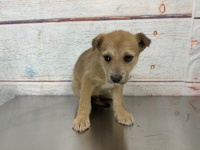 JELLO - Terrier / Labrador Retriever available for adoption