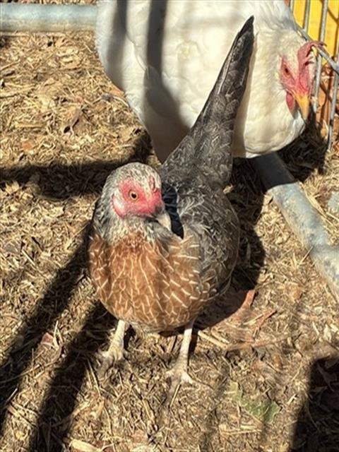 JESSIE - Chicken available for adoption