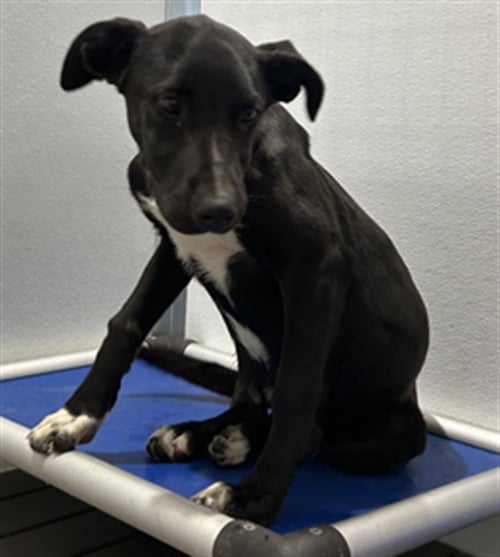 OSCAR - Labrador Retriever available for adoption