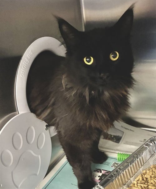 SHADOW - Domestic Short Hair available for adoption