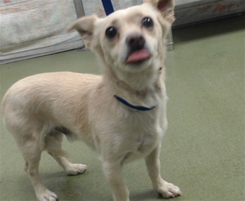 CALVIN - Chihuahua available for adoption