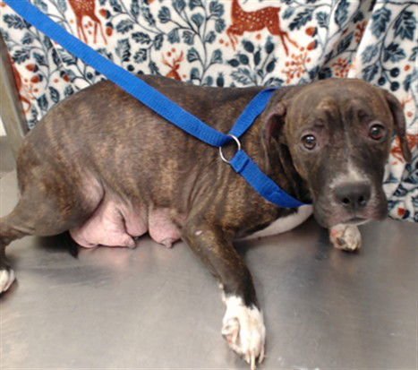 BERNICE - Pit Bull Terrier available for adoption