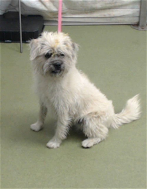 JEEVES - Terrier available for adoption
