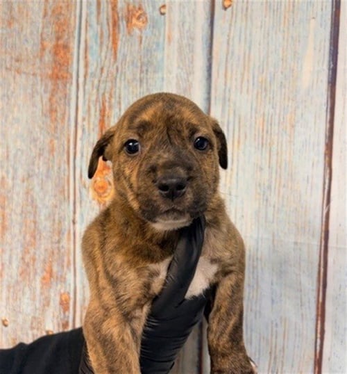 BOBA - Pit Bull Terrier available for adoption