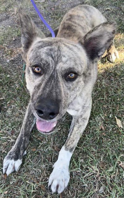 KEKE - Dutch Shepherd available for adoption