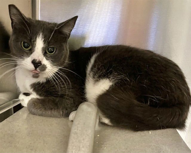 CISCO - Domestic Short Hair available for adoption